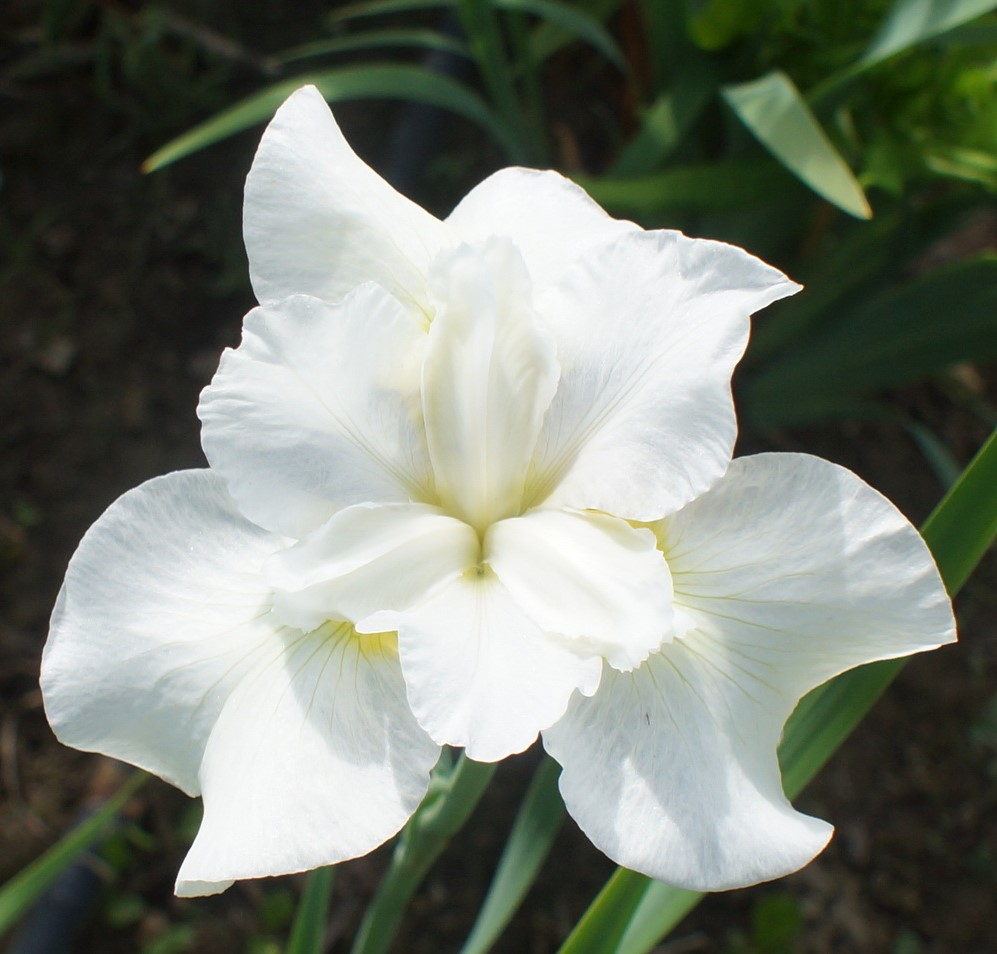 Iris sibirica 'Gull's Wing'